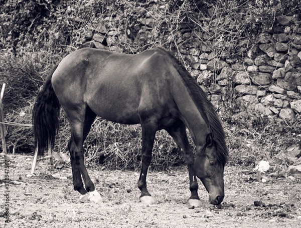 Obraz horses in the meadow