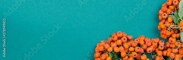 Fototapeta Background banner made of branches and fruits of pyracantha. Picaranta on a turquoise background. Shriveled perishable prakanta fruits.