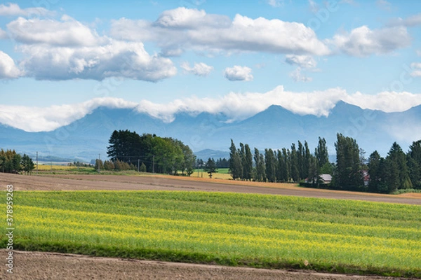 Fototapeta 美瑛キガラシのある風景