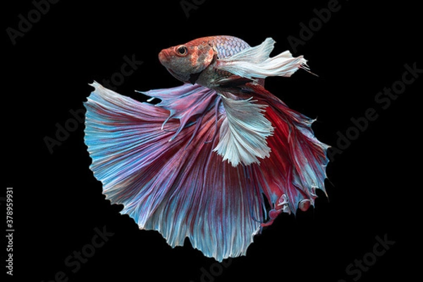 Fototapeta Exotic rhythmic motion movement luxury beautiful half moon long tail Betta,Siamese fighting fish Betta splendens, aggressive,Thai aquatic national animals, popular fish isolated on black