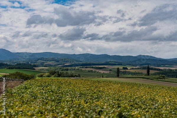 Fototapeta 美瑛パッチワークの丘より