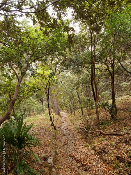 Fototapeta Park Mugel de la Ciotat przy Bec de l'Aigle. Ścieżki obsadzone dębami korkowymi, palmami, gajami bambusowymi, egzotycznymi plantacjami opadającymi wzdłuż różowawej skalistej ziemi do Belwederu