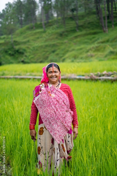 Fototapeta old indian woman farmer standing in working in the green fields, smiling and looking into the camera.