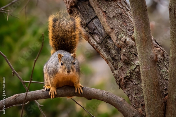 Fototapeta Eastern fox Squirrel (Sciurus niger) in a tree