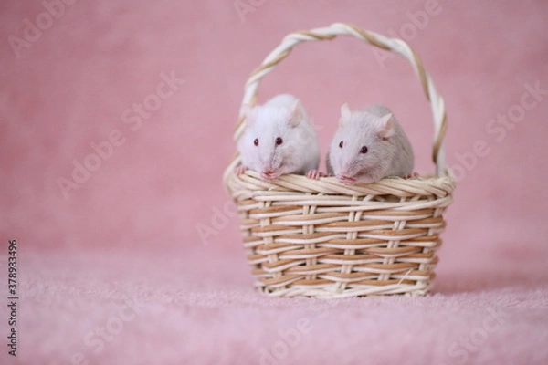 Obraz かごに乗って一緒に食事している2匹の仲好しハツカネズミ