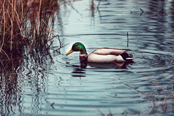 Fototapeta Beautiful duck with white collar swimming in the pond