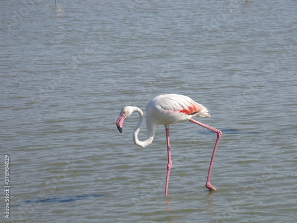 Obraz le flamant rose