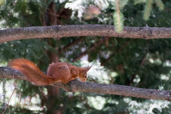 Fototapeta Small squirrel is looking eagerly