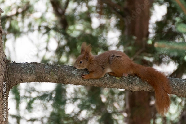 Fototapeta Cute squirrel relaxing on tree branch