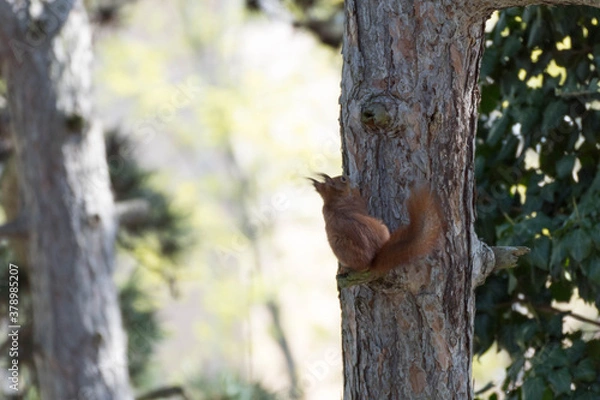 Fototapeta Squirrel climbing on a tree