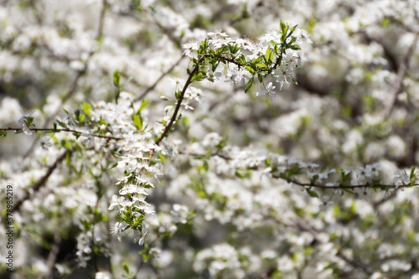 Fototapeta Blooming bush with white flower