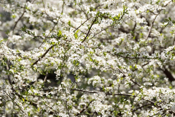 Fototapeta Lots of white flower bloom