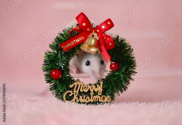 Obraz クリスマスリースの真ん中から顔を出しこちらを見ているハツカネズミ
