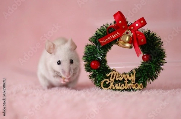 Obraz クリスマスリースの隣で食事しているハツカネズミ