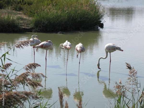 Obraz les flamants