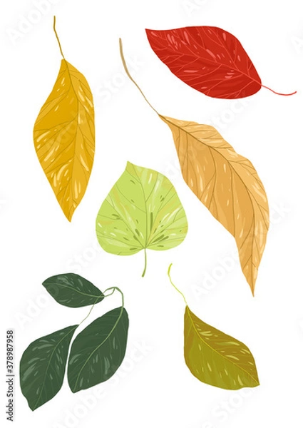 Fototapeta Set of autumn leaves in different colors and sizes