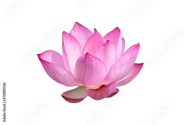 Fototapeta Pink Lotus flower isolated on white background. File with clipping path.