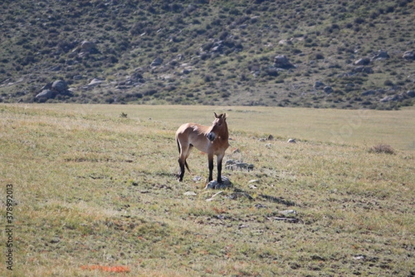 Obraz Takhi Pferd, Przewalski