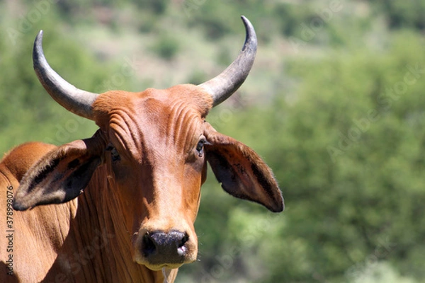 Fototapeta Africander cattle (also known as Afrikaner), were developed from the native Khoi-Khoi cattle of the Cape of Good Hope which are thought to have arisen from the longhorned Zebu and the Egyptian longhor