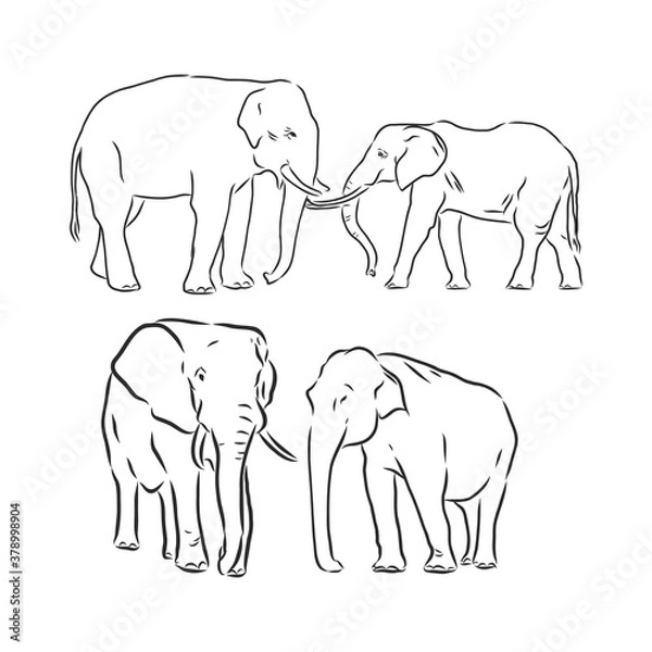 Fototapeta Vector illustration. Hand drawn realistic sketch of an elephant. elephant vector sketch illustration