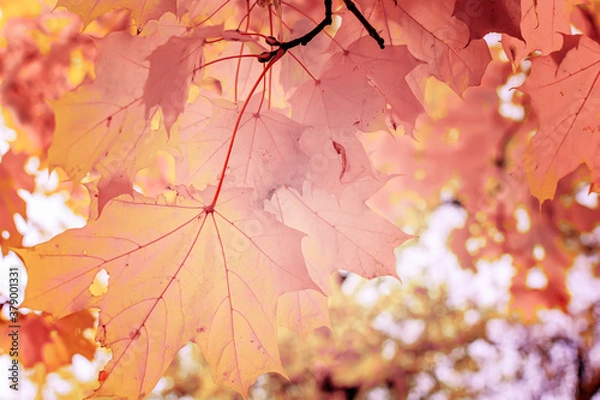 Fototapeta Mild orange red maple leaves in autumn season with blurred background. Colorful bright foliage in the autumn park. Autumn leaves background.