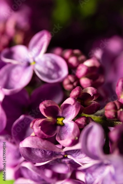 Fototapeta Beautiful flowers. lilac bouquet on a black background. banner. place for text. copy space.
