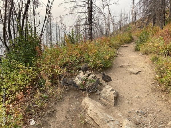 Fototapeta Ptarmigans on the path in Waterton Lakes National Park in Alberta