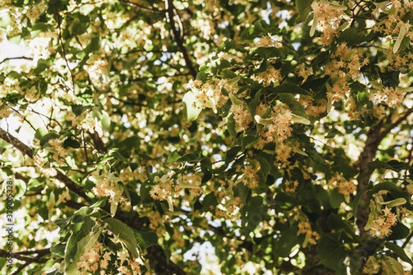 Obraz leaves background