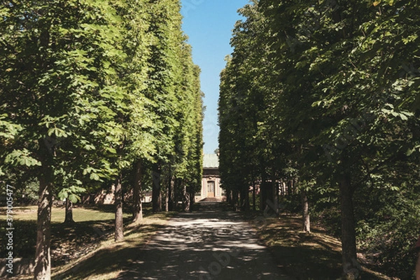 Obraz trees in the park