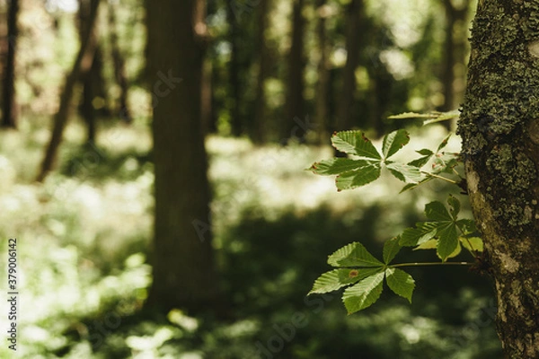 Obraz tree in the forest