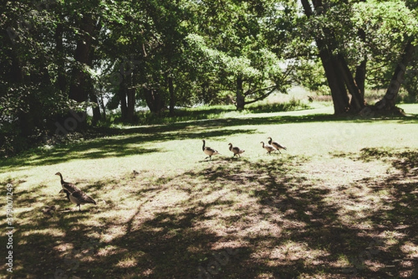 Obraz ducks in park
