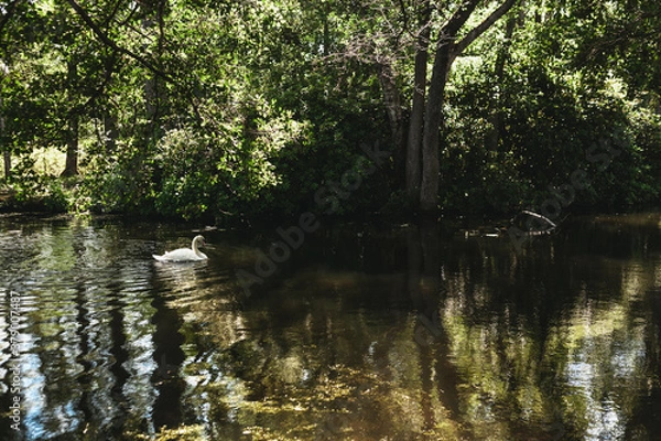 Obraz swan on the river