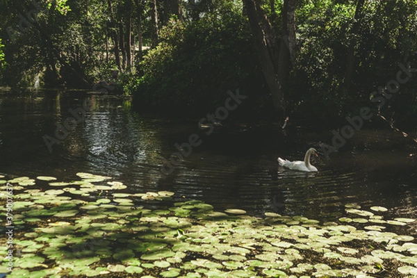 Obraz ducks on the lake