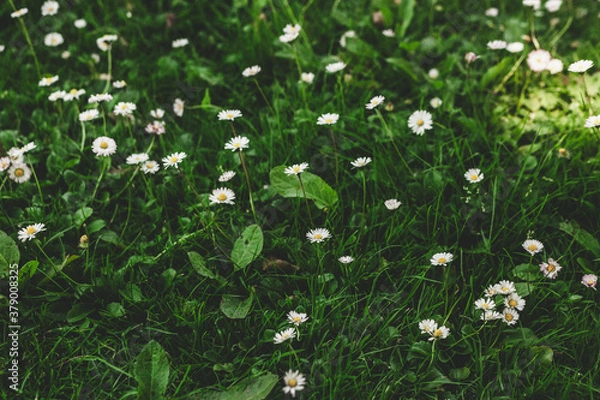 Obraz grass and flowers