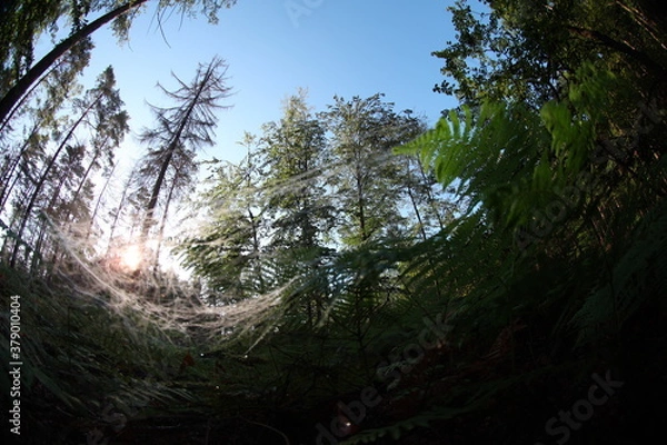 Fototapeta Bezaubernder Morgenstimmung im Wald