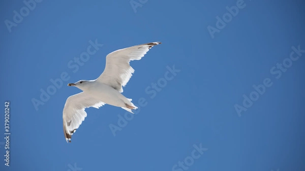 Obraz Big white seagull on a background of blue sky