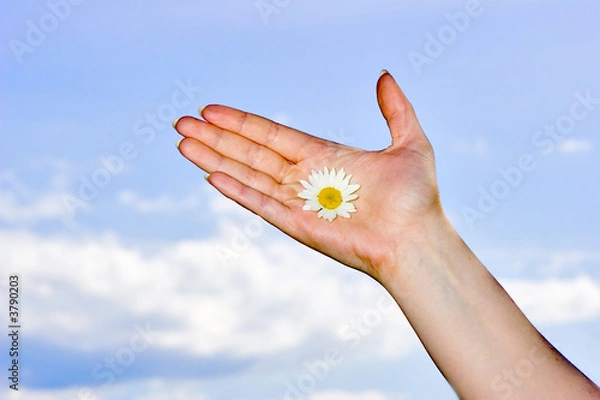 Obraz woman hand, white chamomile and sky as background