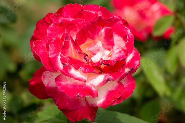 Obraz beautiful red rose