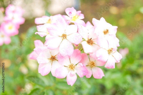 Obraz pink cherry blossom