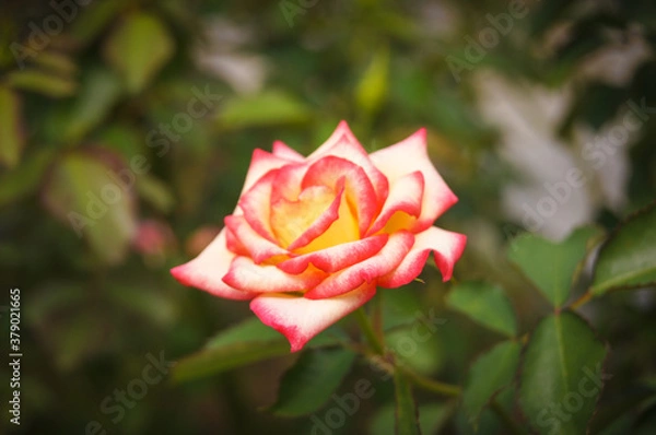 Obraz pink rose on a green background