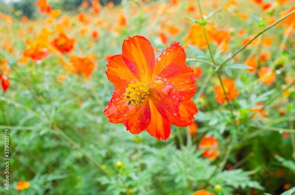 Obraz red poppy flower