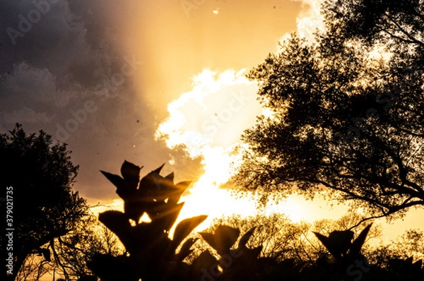 Obraz fire in the forest