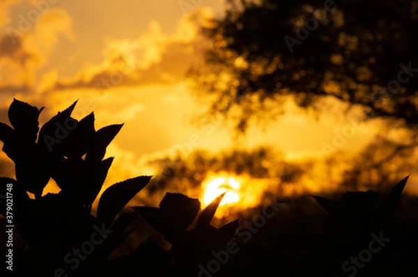 Obraz sunset in the forest