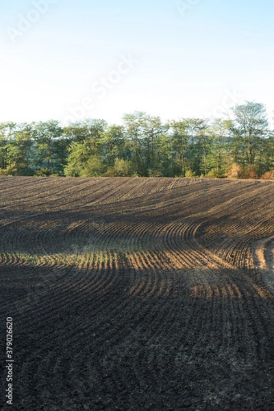 Fototapeta Sunset over a plowed field with brown soil. Beautiful autumn landscape.