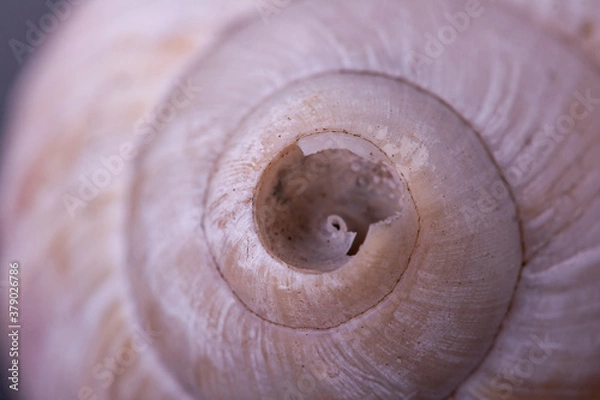 Obraz White, damaged, spiral seashell in close up.
