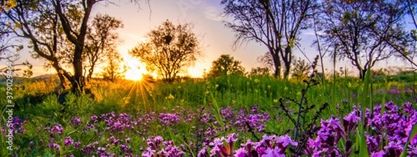 Obraz a lavender colored field in Cyprus at sunset with a sunstar