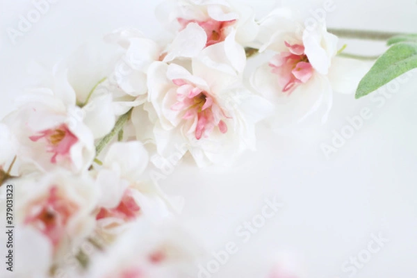 Fototapeta Flowers composition. Frame made of white tender flowers on white background. Flat lay, copy space