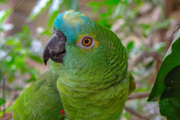 Obraz blue and green macaw