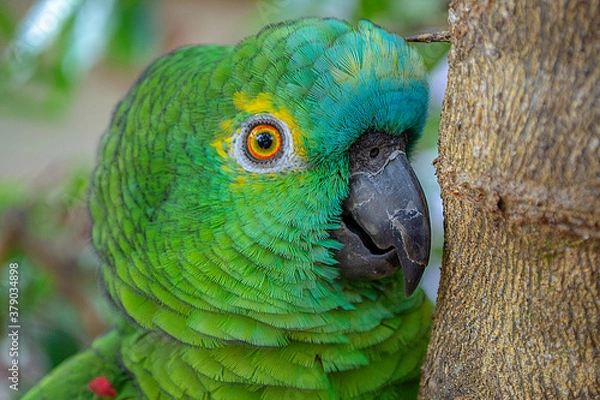 Obraz blue and yellow macaw