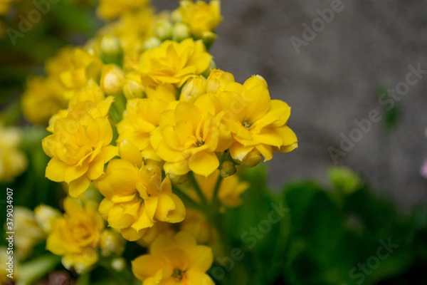 Obraz yellow flowers
